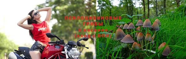 PSILOCYBIN Зеленодольск