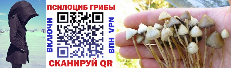 Купить где  Бодайбо  Псилоцибиновые грибы Psilocybe 